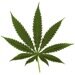 Illegal Drugs Illegal Drugs